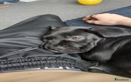 Mixed Breed dogs for sale: Needs a loving home  - Image 25
