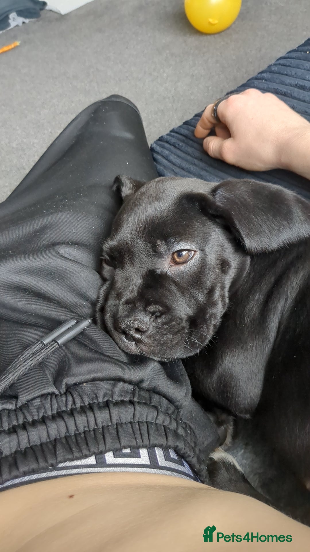 Mixed Breed dogs for sale: Needs a loving home  - Image 25