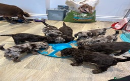 Cockapoo dogs for sale: F2 Toy Cockapoos, Two chocolate boys left - Image 8