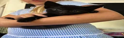 Mixed Breed cats for sale: Black kittens for sale litter tray trained  - Advert 5