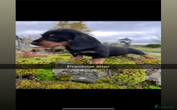 Miniature Dachshund dogs for sale: Stunning Miniature Dachshund Puppies - Image 2