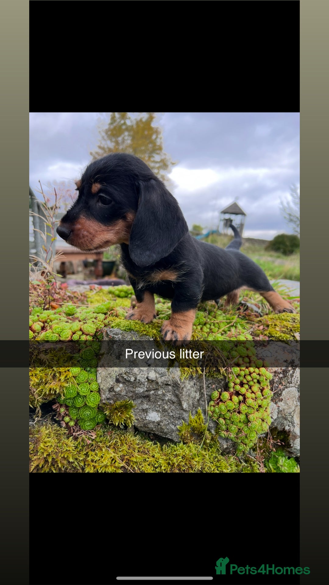 Miniature Dachshund dogs for sale: Stunning Miniature Dachshund Puppies - Image 2