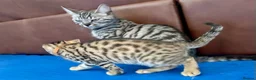 Bengal cats for sale: Beautiful Bengal Kittens for Sale, Pure Bengal Mum - Advert 3