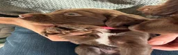 Sprocker dogs for sale: Gorgeous Chocolate Cocker Spaniel Puppies in Shrewsbury - Advert 11