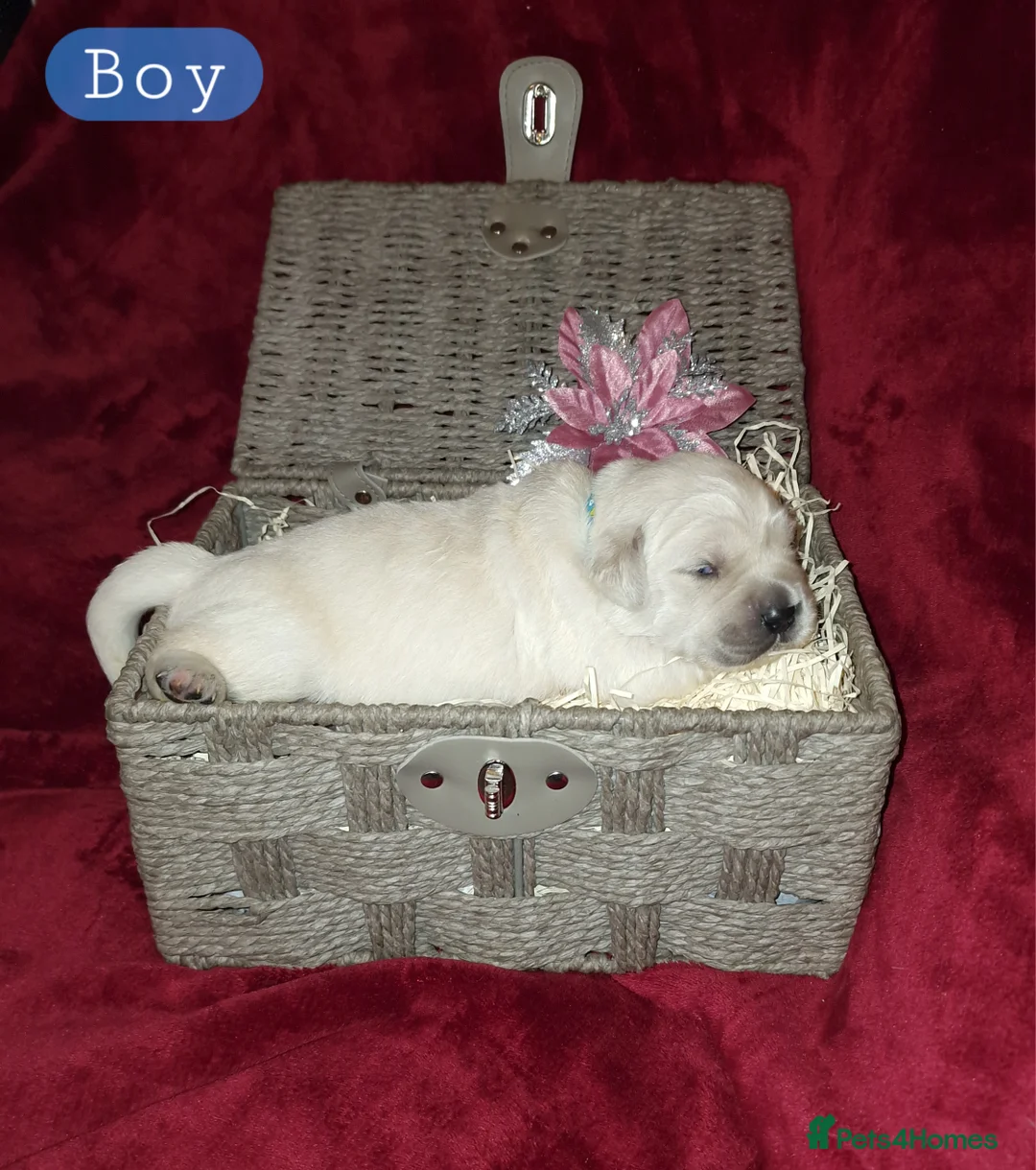 Golden Retriever dogs for sale: KC ADDORABLE CUTE GOLDEN RETRIEVER PUPPIES - Advert 14