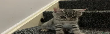 British Shorthair 1
