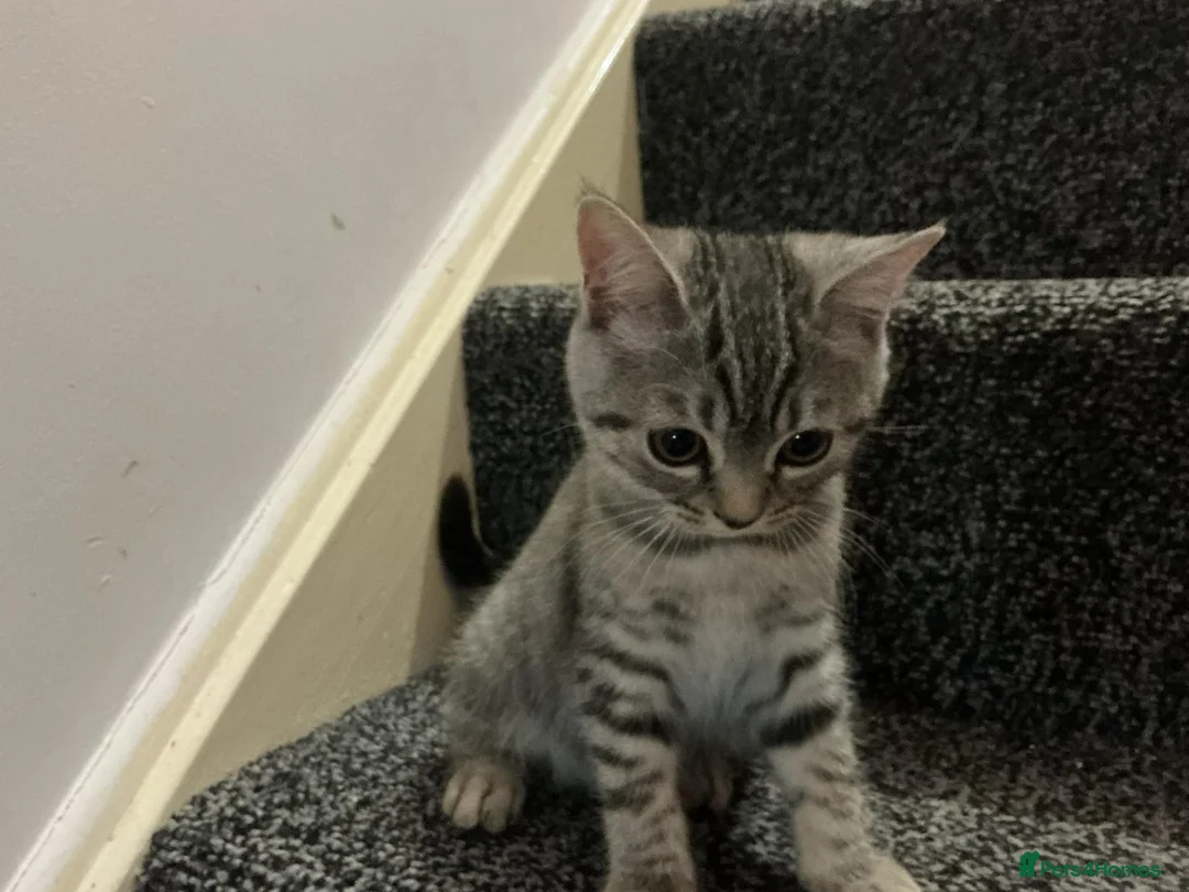 British Shorthair cats for sale: 💕🐾 Adorable Silver Tabby kittens for sale 🐾💕 - Advert 13