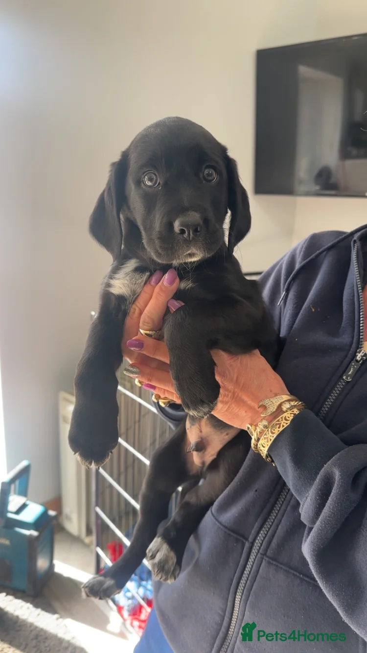 Ready to Leave Cocker SpanielBorder Collie Puppies for sale in Dewsbury ...