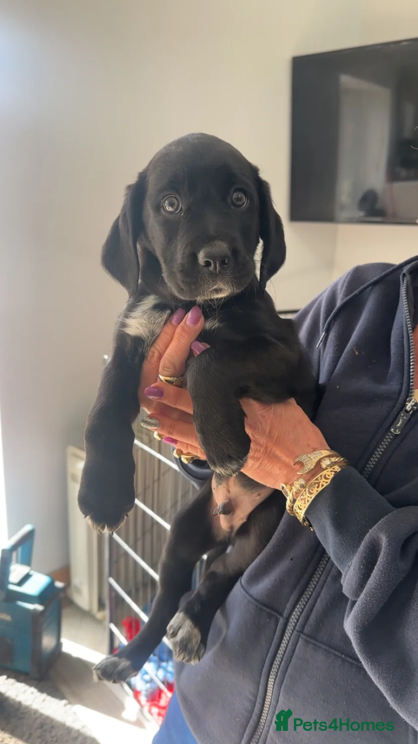 Ready to Leave Cocker SpanielBorder Collie Puppies for sale in Dewsbury ...