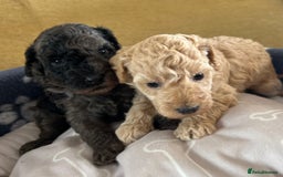 Miniature Poodle dogs for sale: Miniature Poodle Puppies  - Image 18