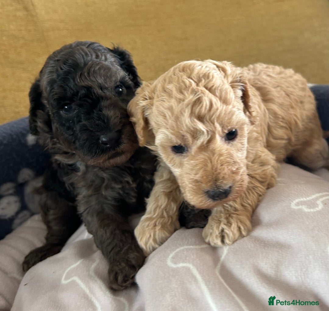 Miniature Poodle dogs for sale: Miniature Poodle Puppies  - Image 18