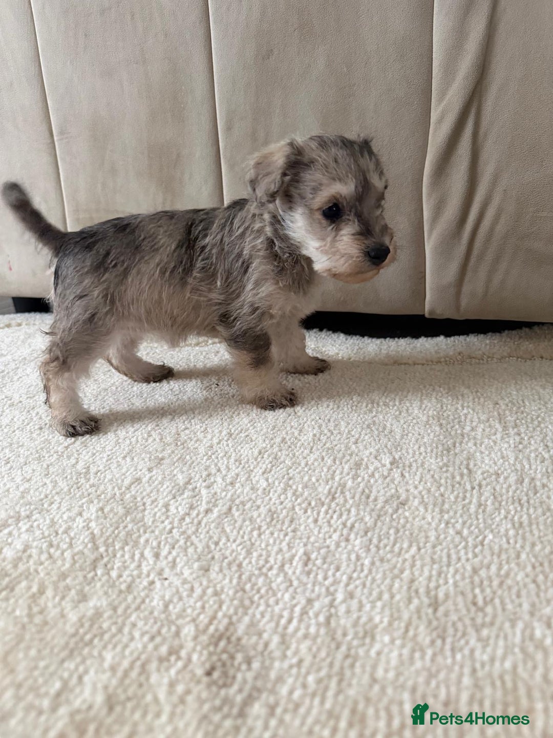 Mixed Breed dogs for sale: Schnoodle puppies for sale  - Advert 32