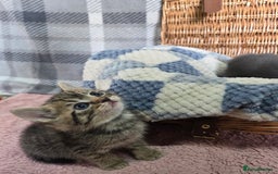 Mixed Breed cats for sale: Beautiful kittens  - Image 14