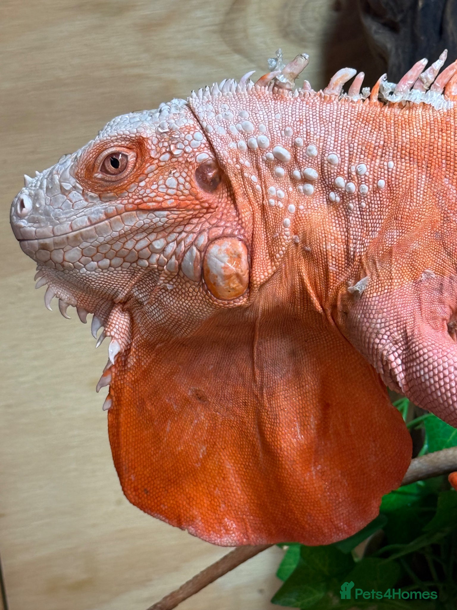 Iguana reptiles Pair of T+ Albino Iguanas - Advert 5