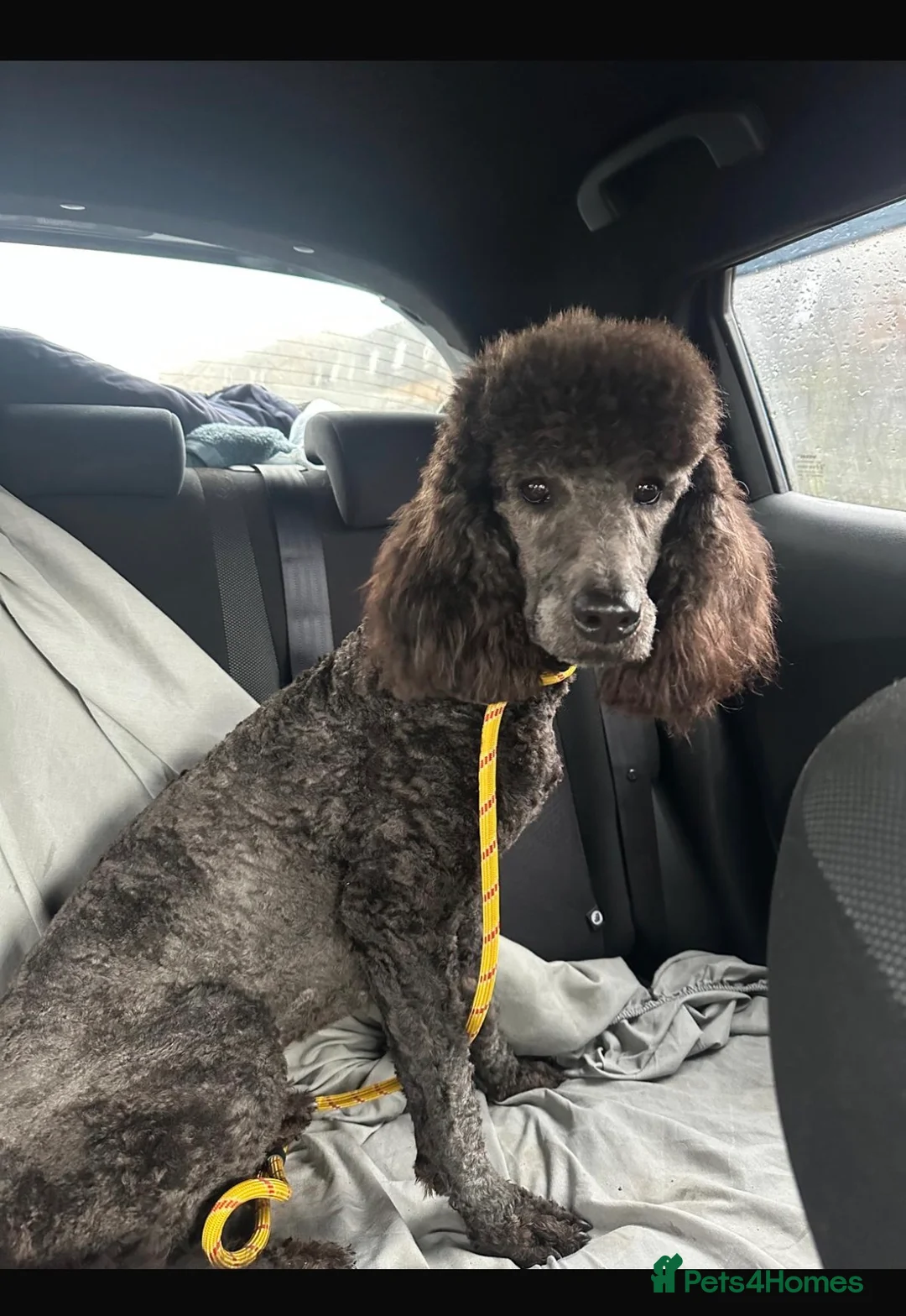 Cockapoo dogs for sale: F1 cockapoo litter confirmed  in Cowdenbeath - Advert 1
