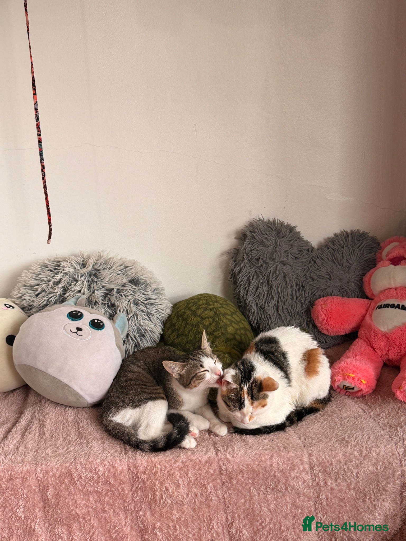 Domestic Shorthair cats Kitten for sale - Advert 1
