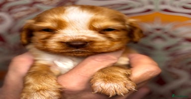 Cocker Spaniel dogs - Advert 8