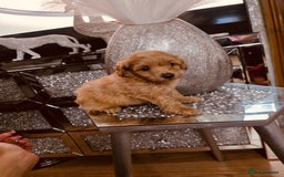 Maltipoo dogs for sale: Maltipoo tiny babies  - Image 5