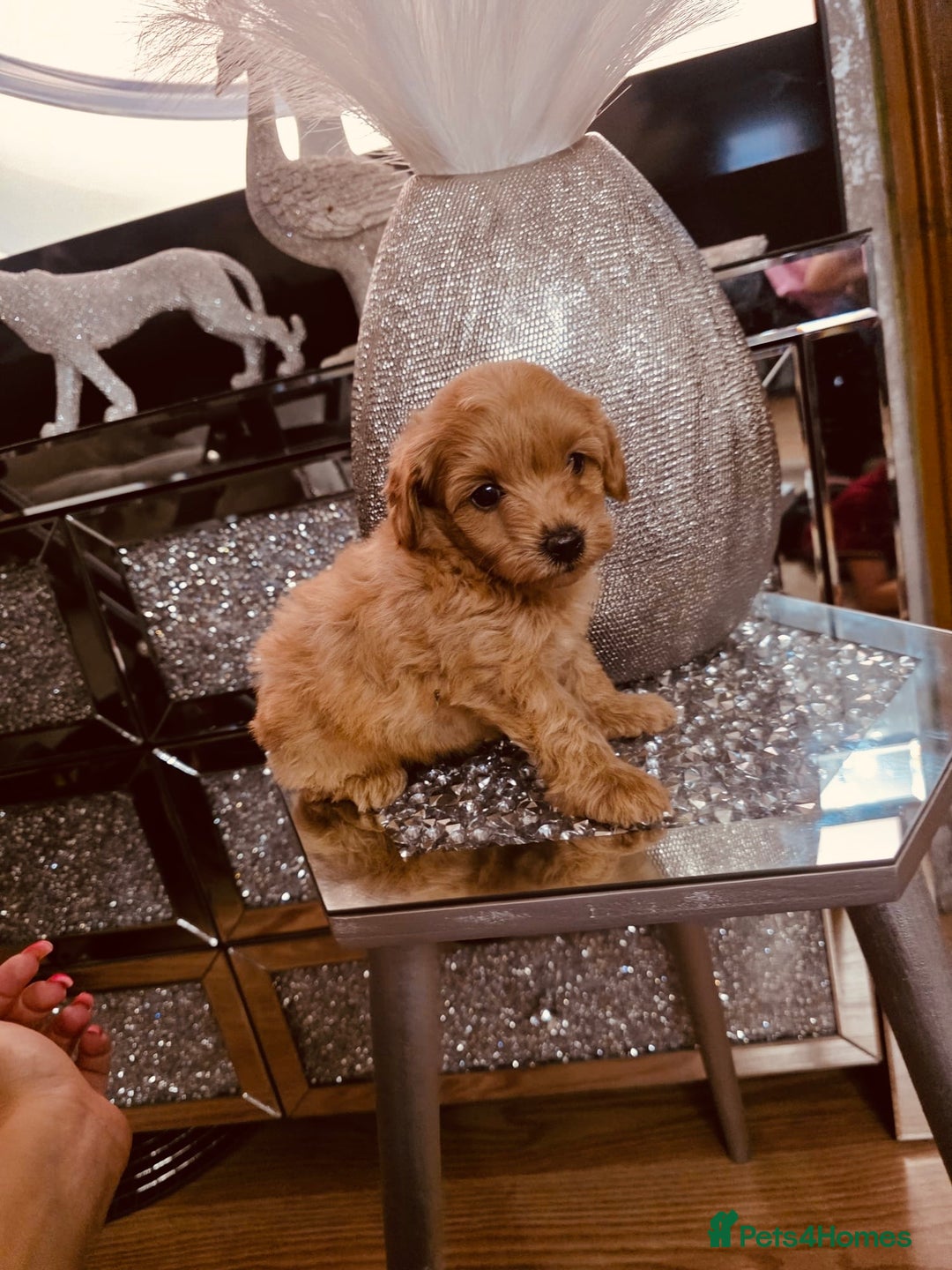 Maltipoo dogs for sale: Maltipoo tiny babies  - Image 5