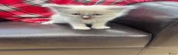 Ragdoll cats for sale: Ragdoll kittens  - Advert 7
