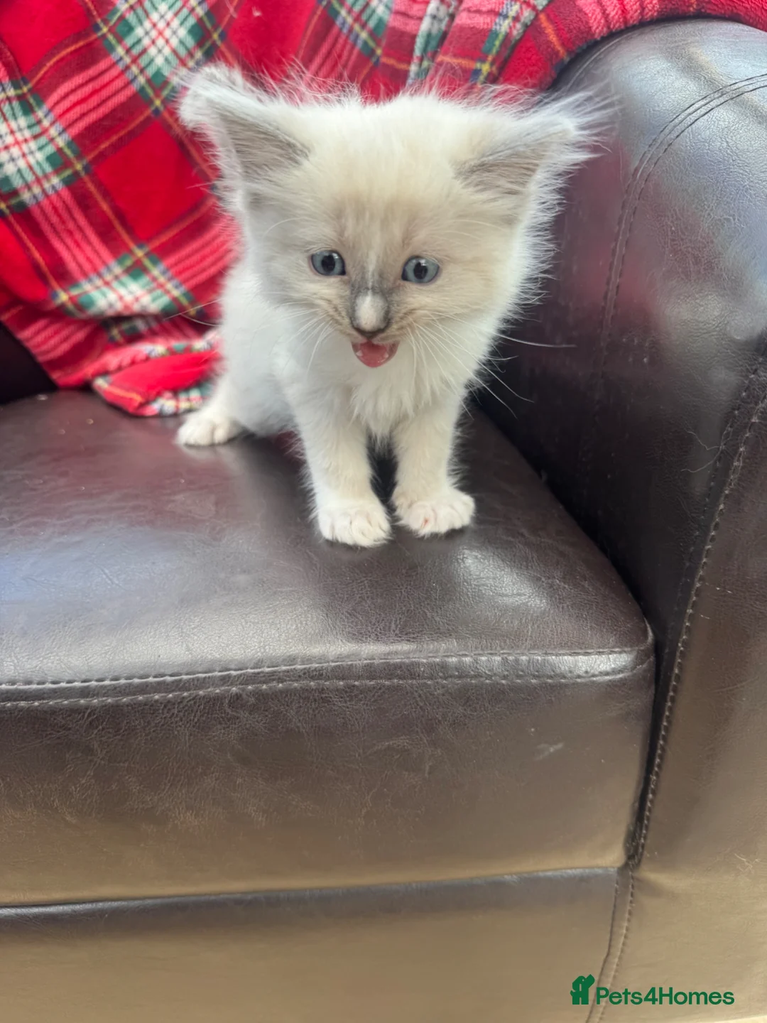 Ragdoll cats for sale: Ragdoll kittens  - Advert 7