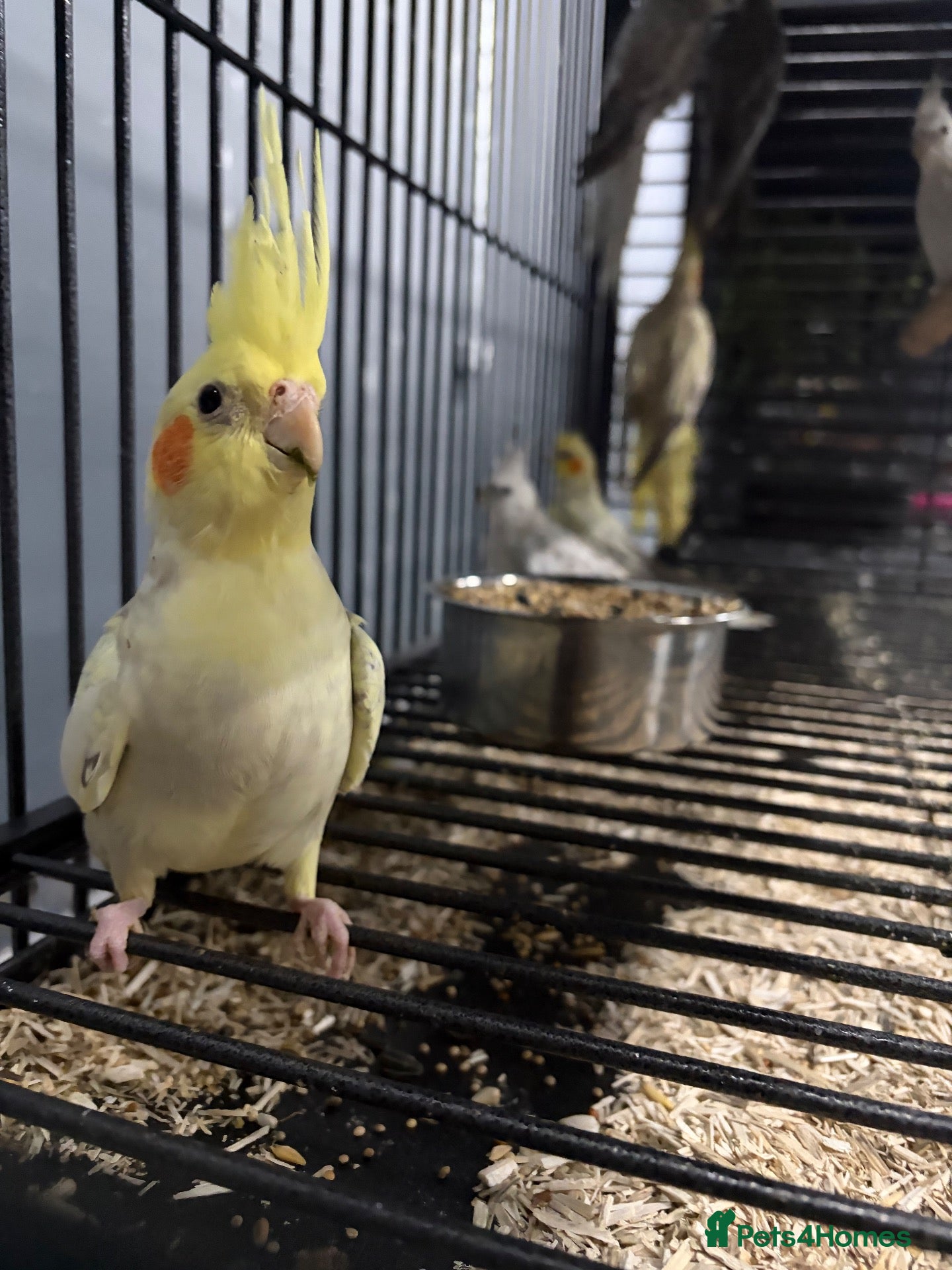 Cockatiels birds Stunning Various Young Cockatiels - Advert 2