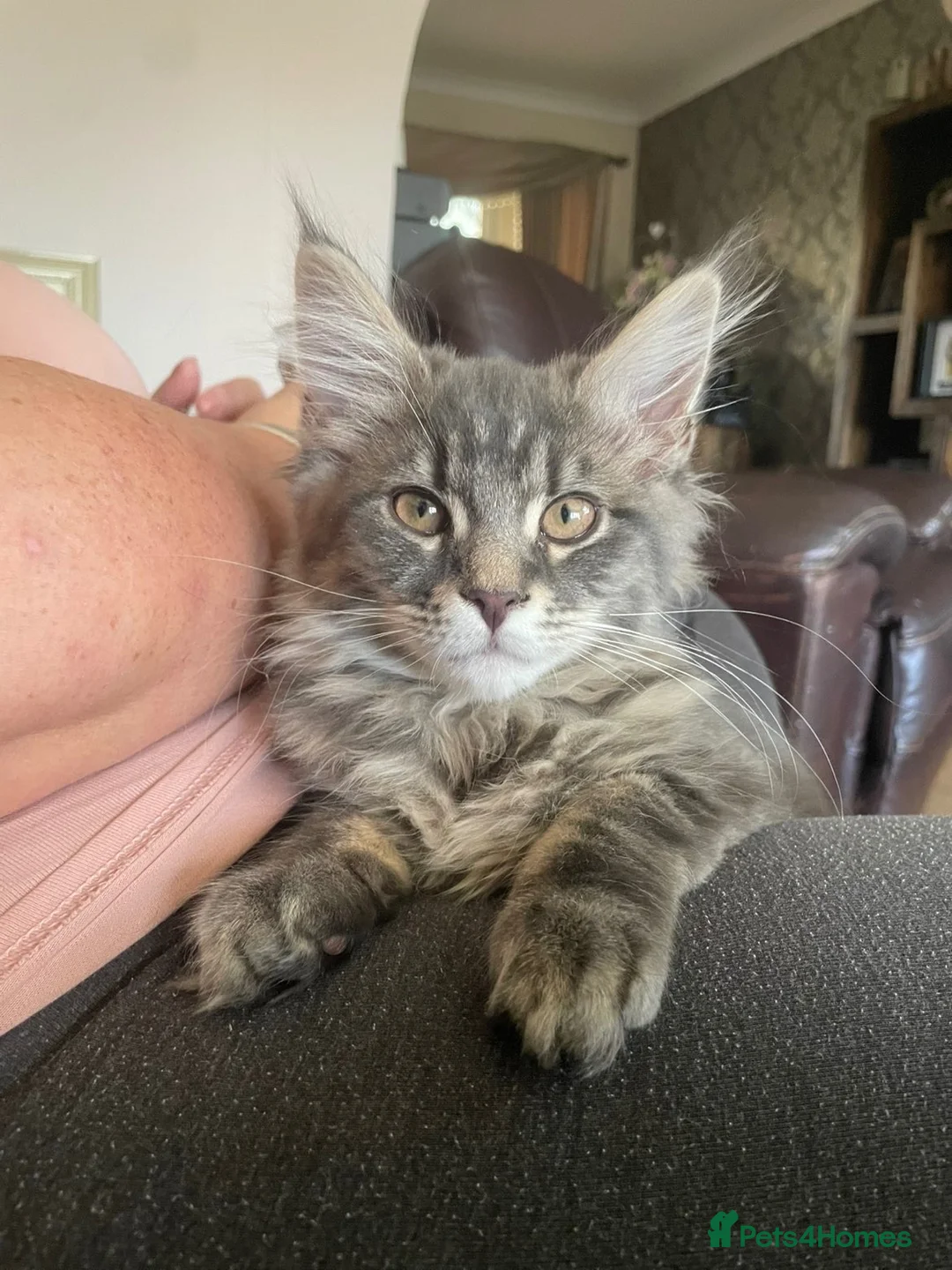 Mixed Breed cats for sale: Mother and daugther - Advert 2