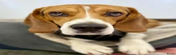 Beagle dogs for stud: Pablo The Beagle STUD - Advert 3