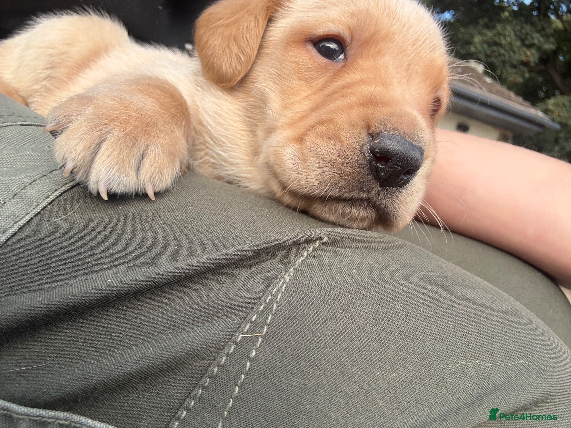 Labrador Retriever dogs Trainer raised Labrador Puppies  - Advert 1