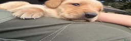 Labrador Retriever dogs for sale: Trainer raised Labrador Puppies  in Mexborough - Advert 1