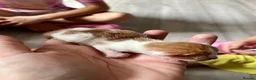 Mixed Breed cats for sale: Long haired ginger females kittens - Advert 19