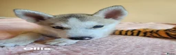Siberian Husky dogs for sale: 💙♥️ 7 puppies looking for forever home ♥️💙 in Newcastle - Advert 14