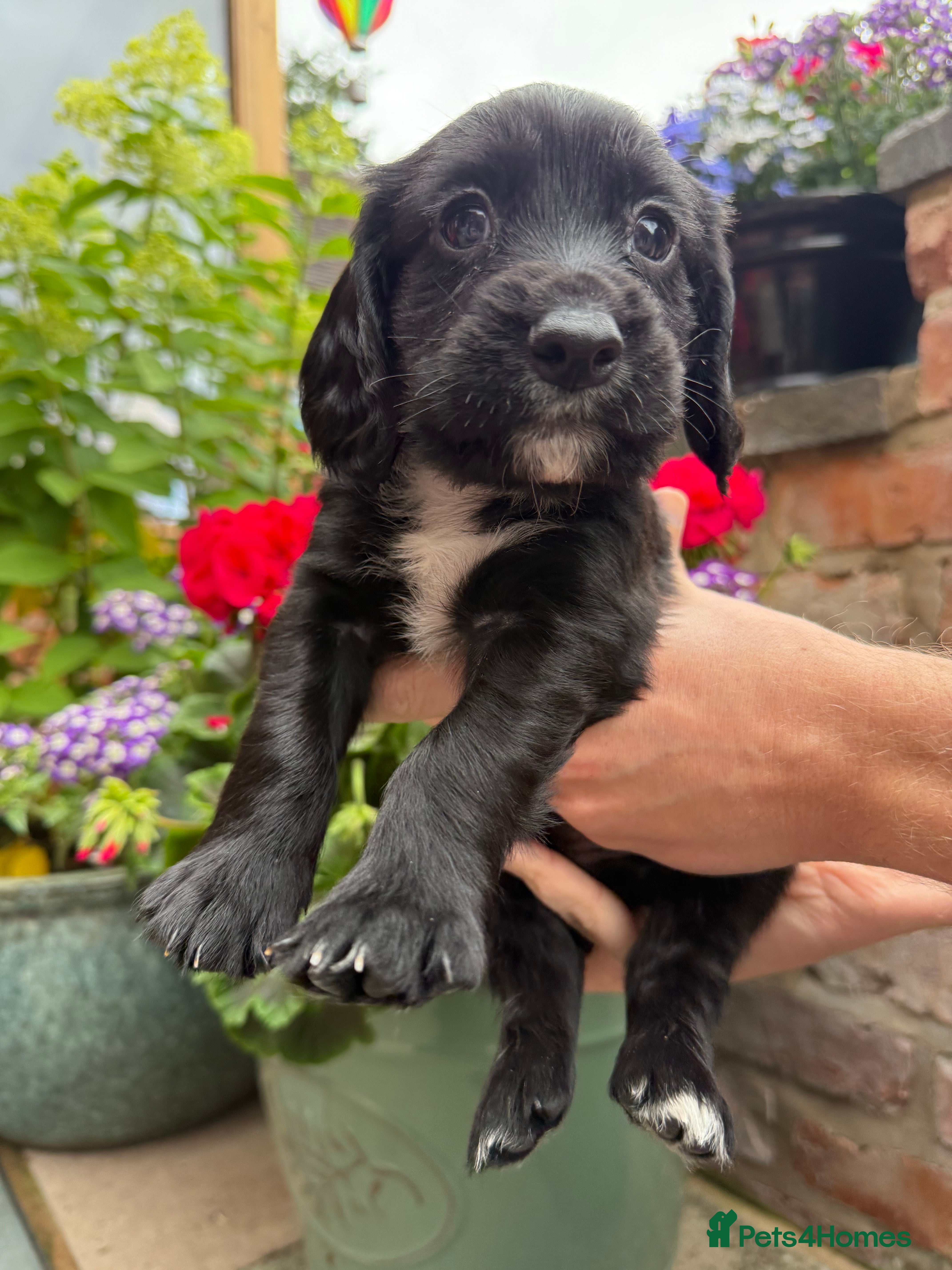 Cocker Spaniel dogs KC Registered Cocker Spaniel Puppies - Advert 2