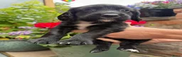 Cocker Spaniel dogs for sale: KC Registered Cocker Spaniel Puppies - Advert 5