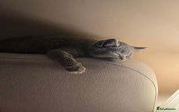 British Shorthair cats for sale: British shorthair  - Image 33