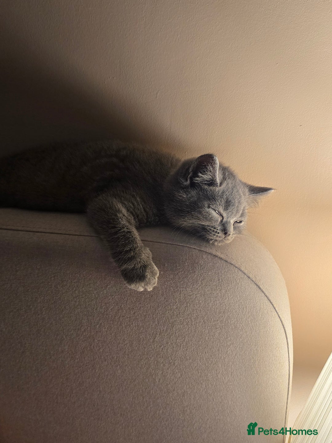 British Shorthair cats for sale: British shorthair  - Image 33