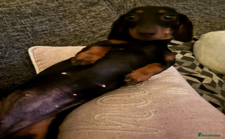 Miniature Dachshund dogs - Advert 2