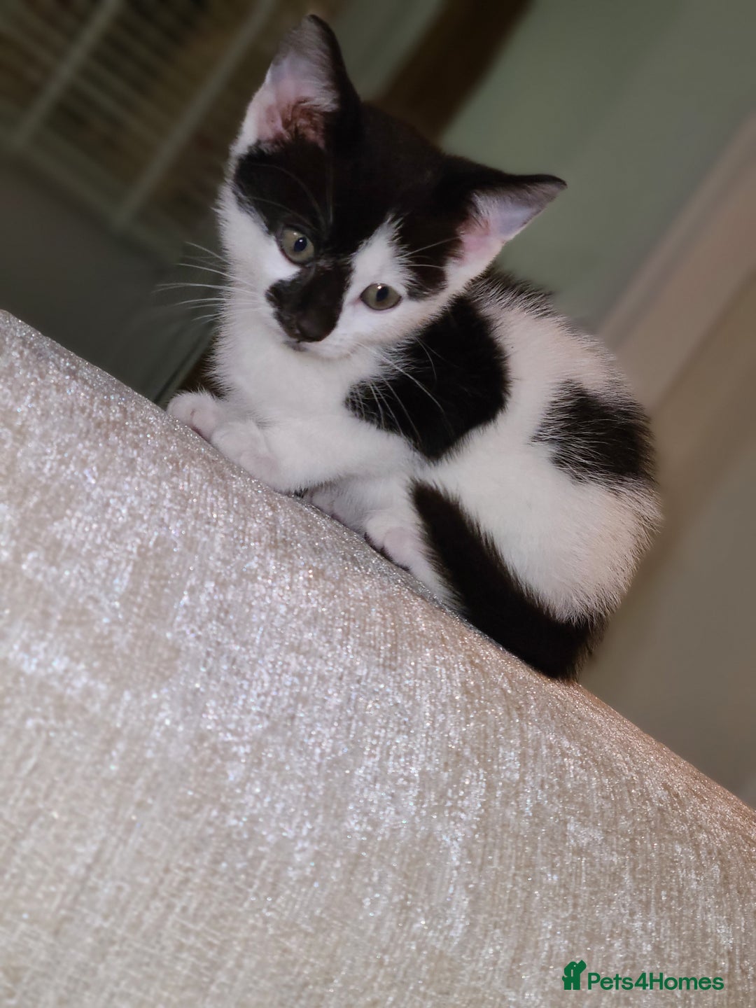 Mixed Breed cats for sale: Female kitten  - Advert 7