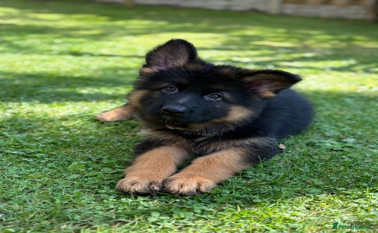 German Shepherd dogs - Advert 1