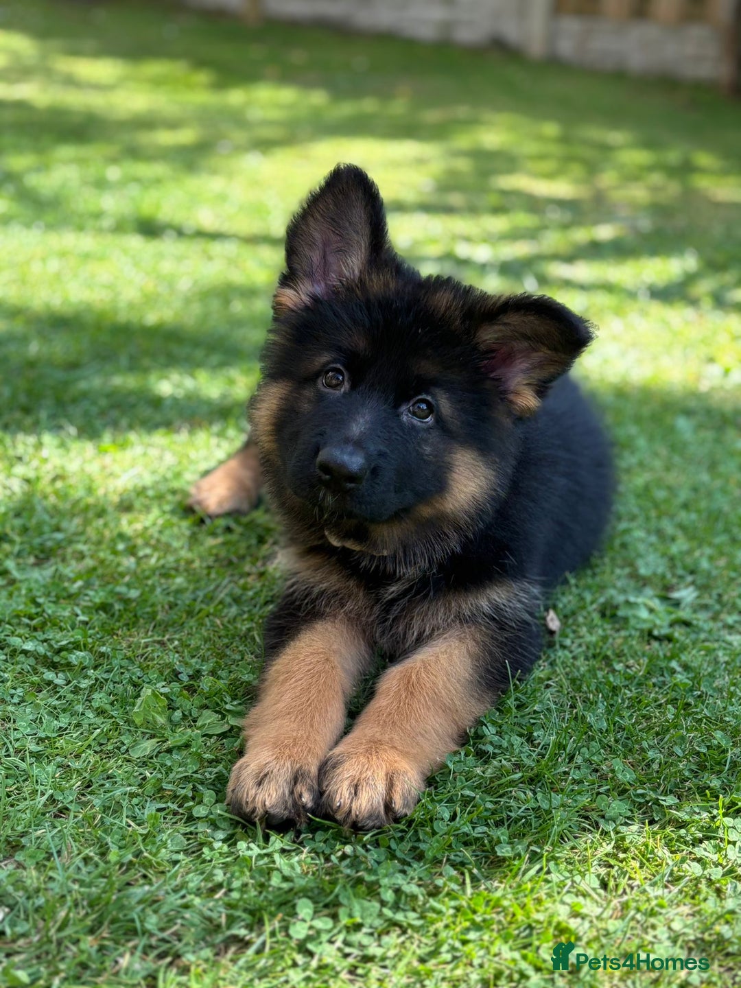 German Shepherd dogs for sale: German Shepherd  - Image 1