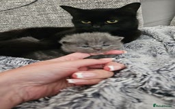 British Longhair cats for sale: 2 beautiful grey kittens - Image 4
