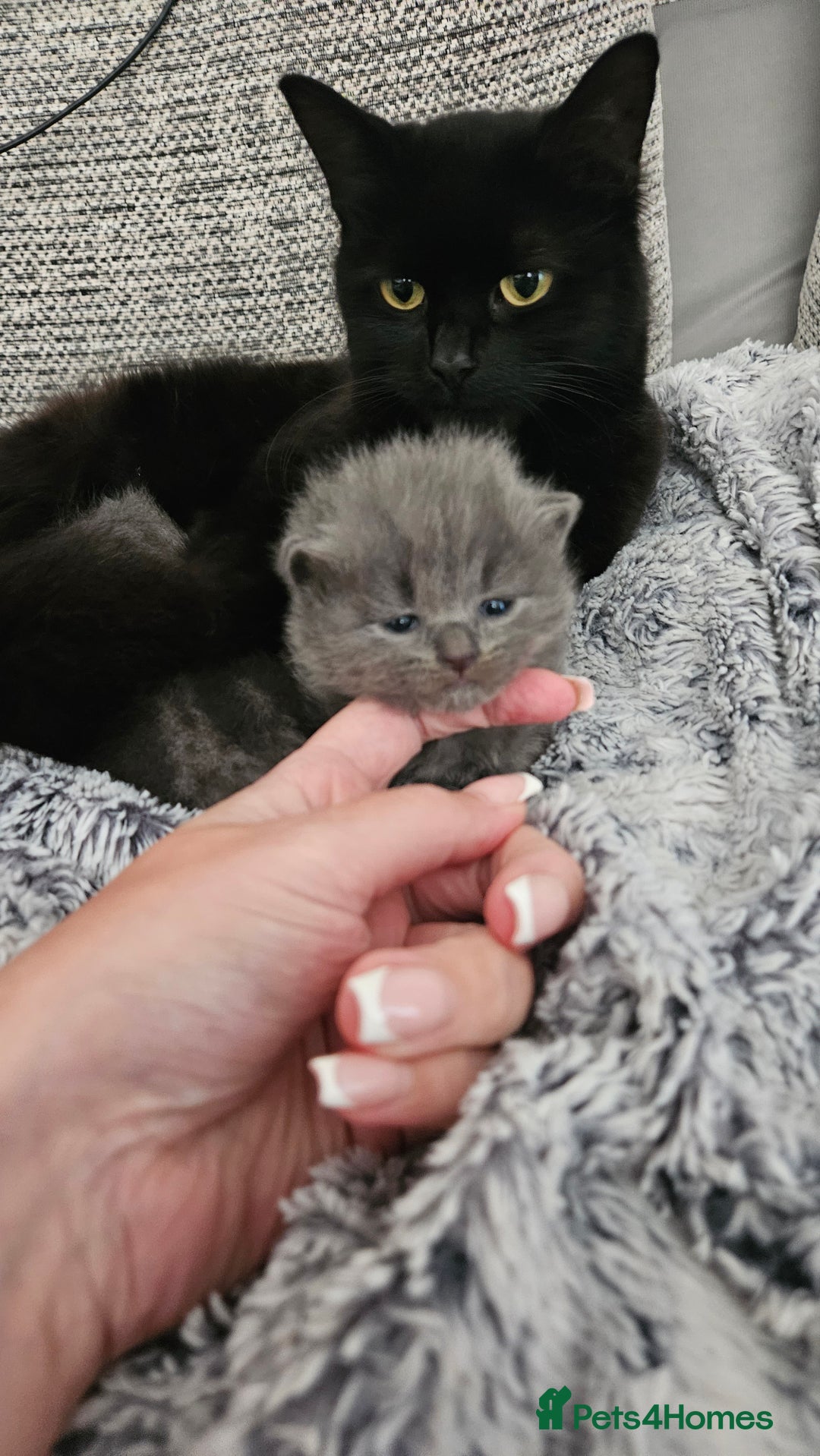 British Longhair cats for sale: 2 beautiful grey kittens - Image 4