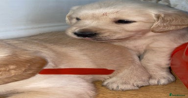 Golden Retriever dogs - Advert 3