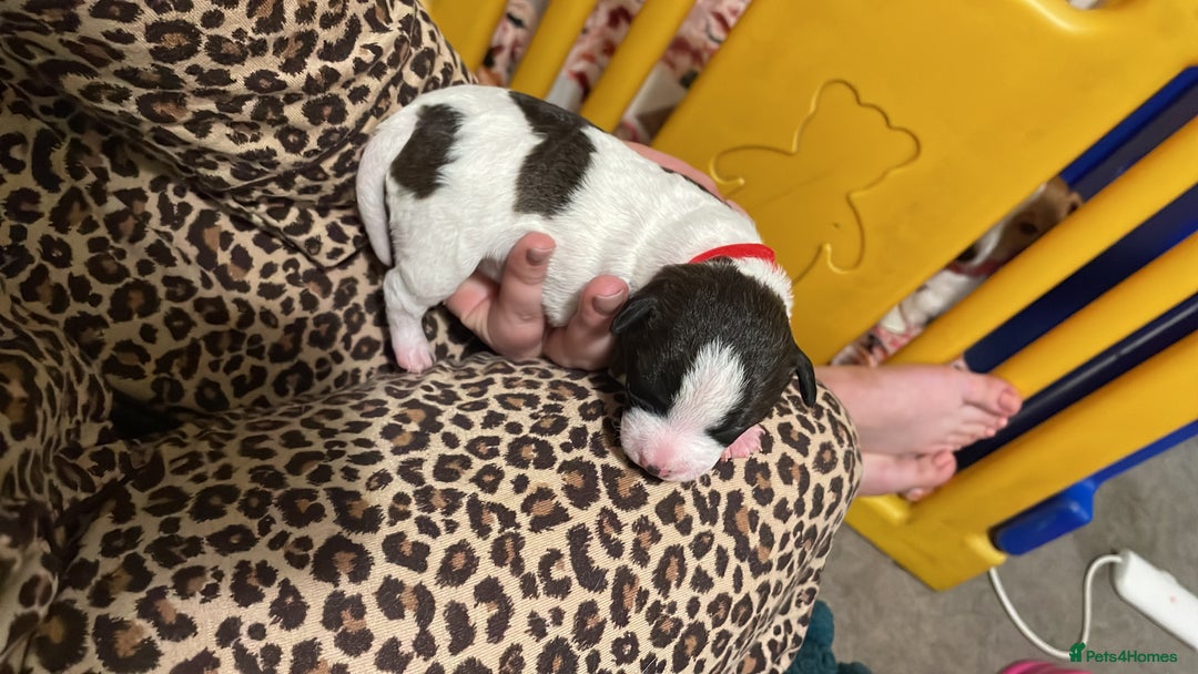 Jack Russell dogs for sale: Jack Russell Terriors  - Advert 4