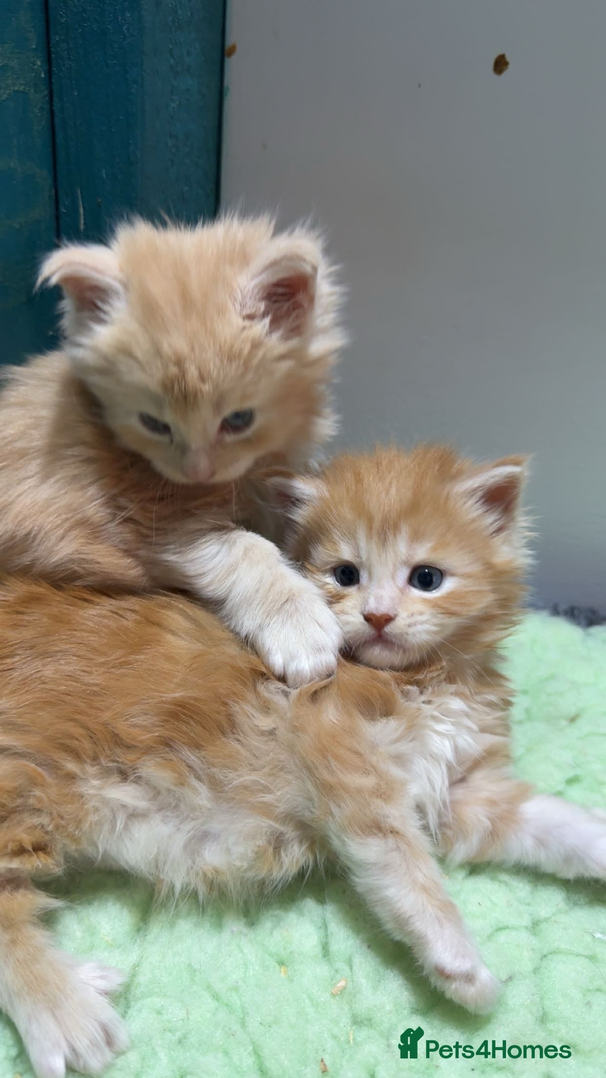 Maine Coon cats Big chunky Russian bloodline kittens - Advert 18