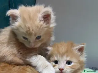 Maine Coon cats Big chunky Russian bloodline kittens - Advert 18