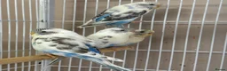 Budgerigars birds for sale: Lovebirds & Budgies  - Advert 4