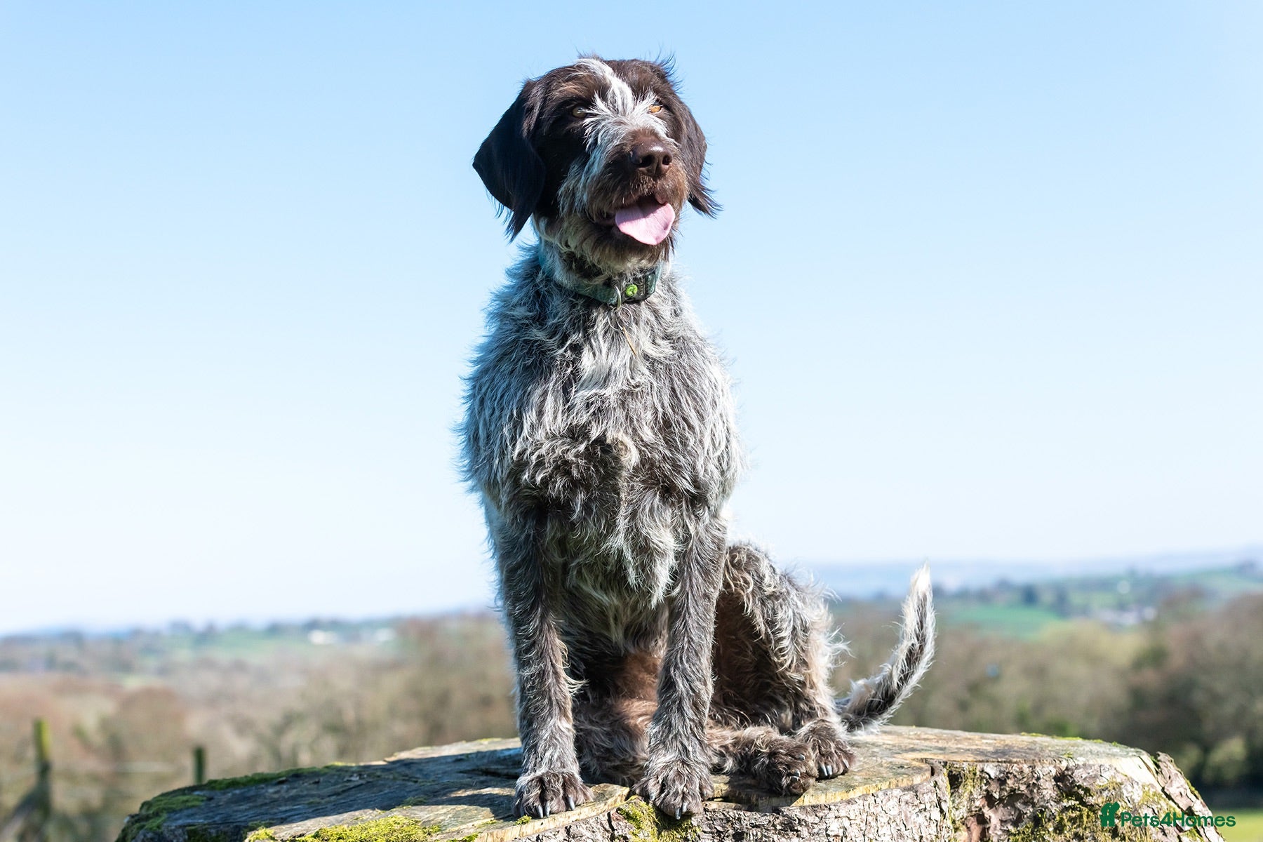 German Wirehaired Pointer dogs BEAUTIFUL HEALTHY KC REGISTERED GWP PUPS - Advert 1