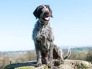 German Wirehaired Pointer dogs BEAUTIFUL HEALTHY KC REGISTERED GWP PUPS - Advert 1