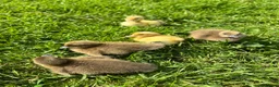 Ducks poultry for sale: *RESERVE* Pure Breed Ducklings! - Advert 2